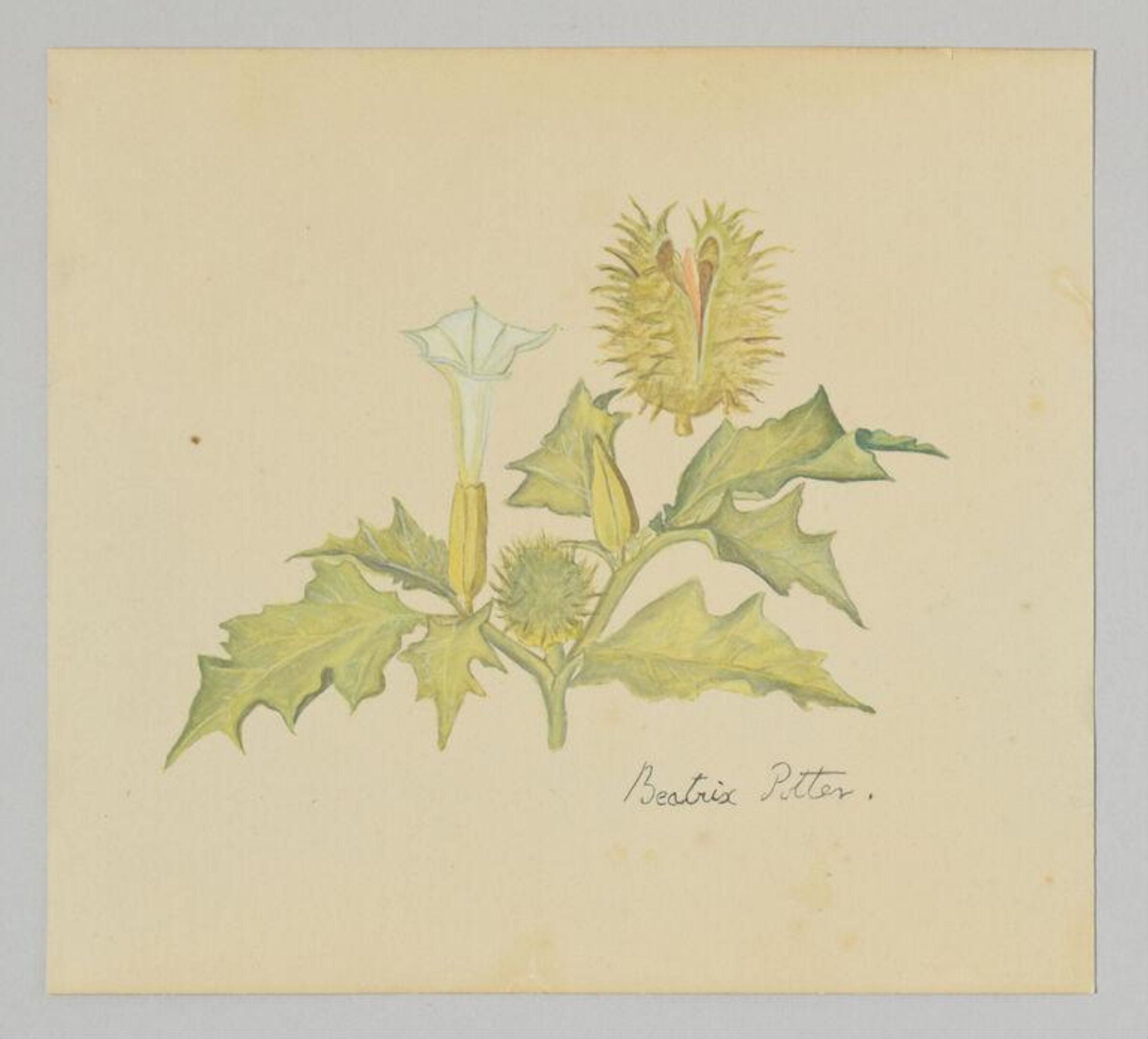 Watercolour, Beatrix Potter, late 19th century