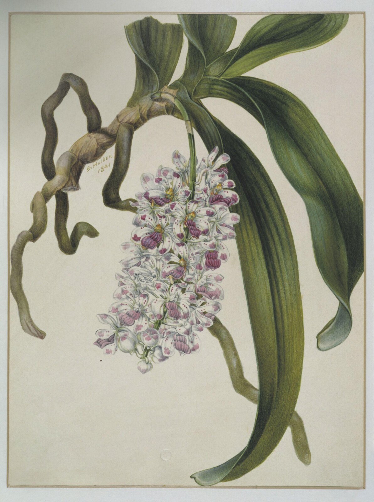 Orchid, Samuel Holden, 1841