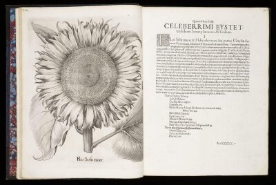Hortus Eystettensis, vol. 2