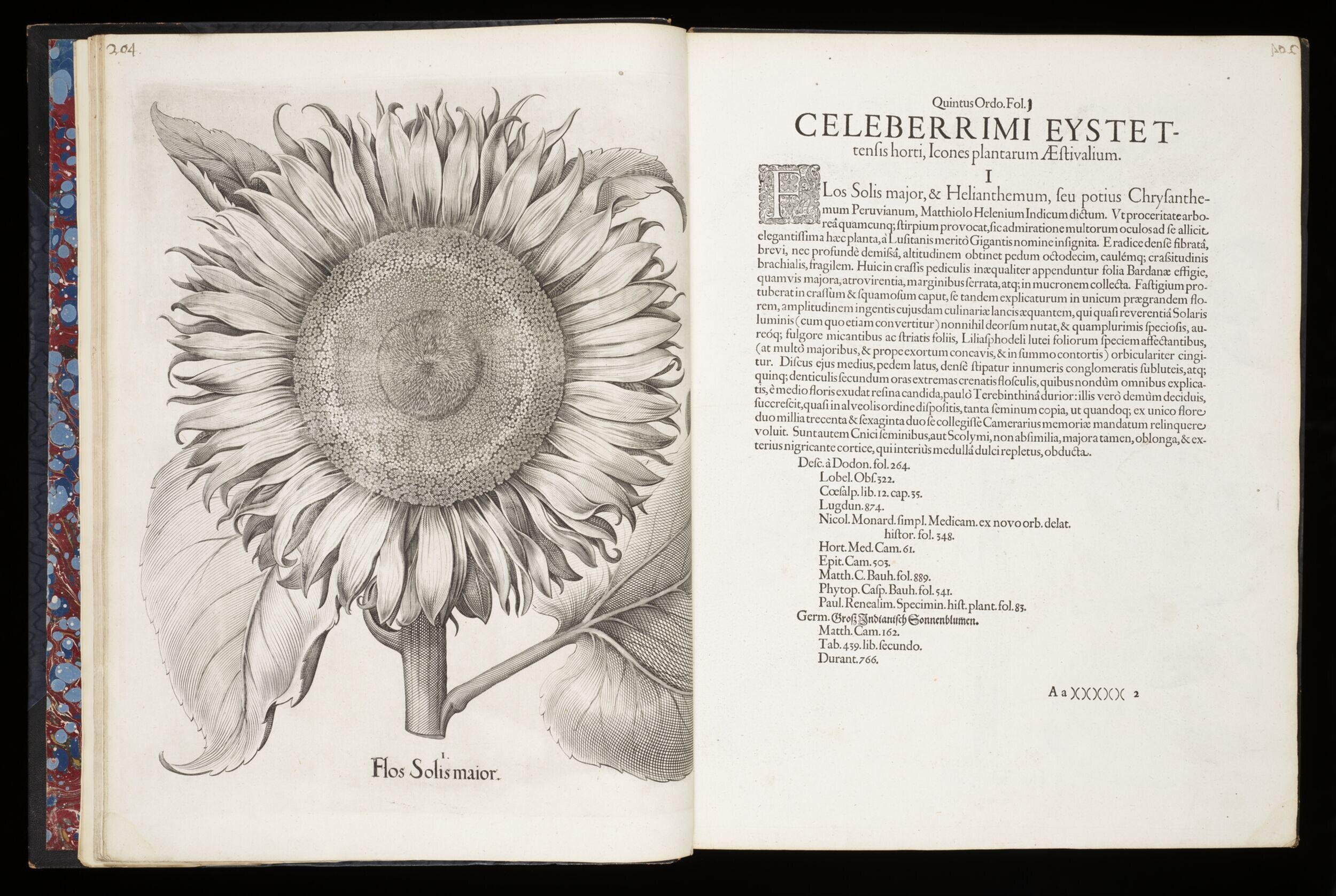 Hortus Eystettensis, vol. 2