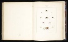 Aranei: or, Natural history of spiders thumbnail 1