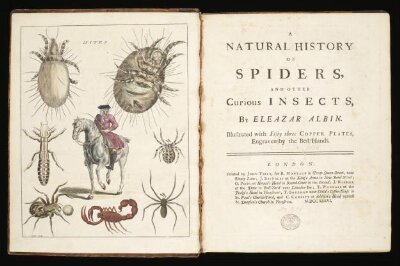 A natural history of spiders, and other curious insects