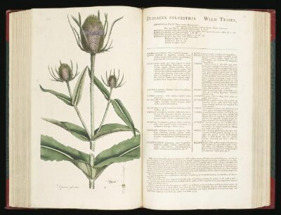 Flora Londinensis: or, plates and descriptions of such plants as grow wild in the environs of London