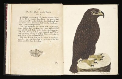 A natural history of birds. Illustrated with ... copper plates, curiously engraven from the life. And exactly colour'd by the author, Eleazar Albin. To which are added, notes and observations by W. Derham