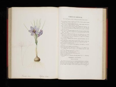 Les liliacées