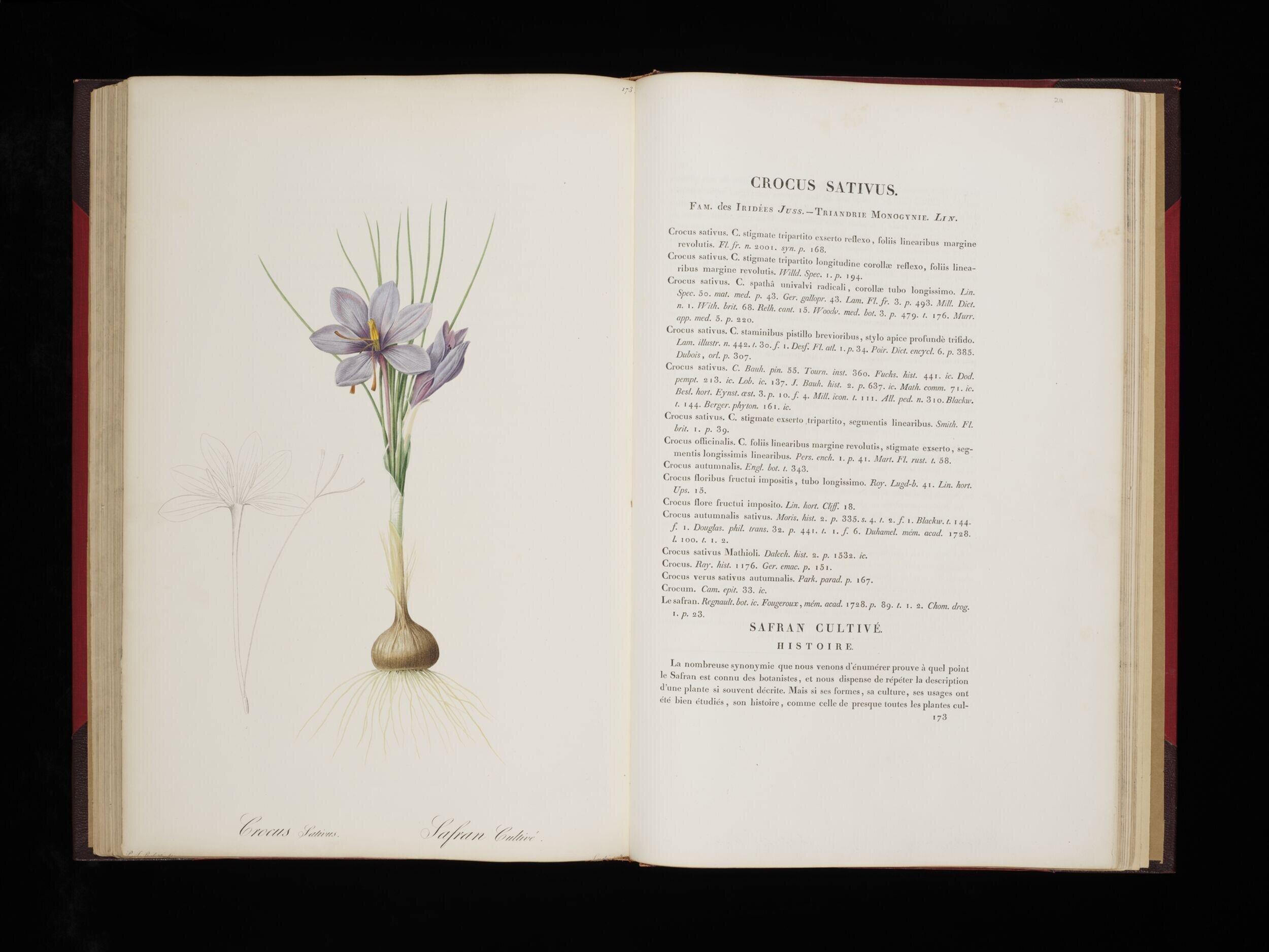 Les liliacées