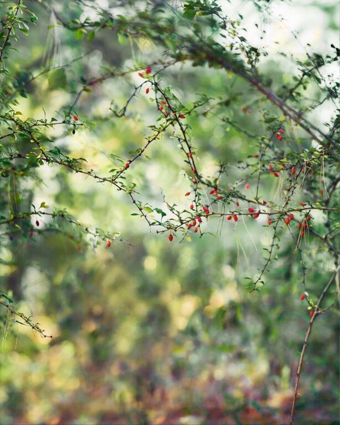 Janelle Lynch, Red Berries