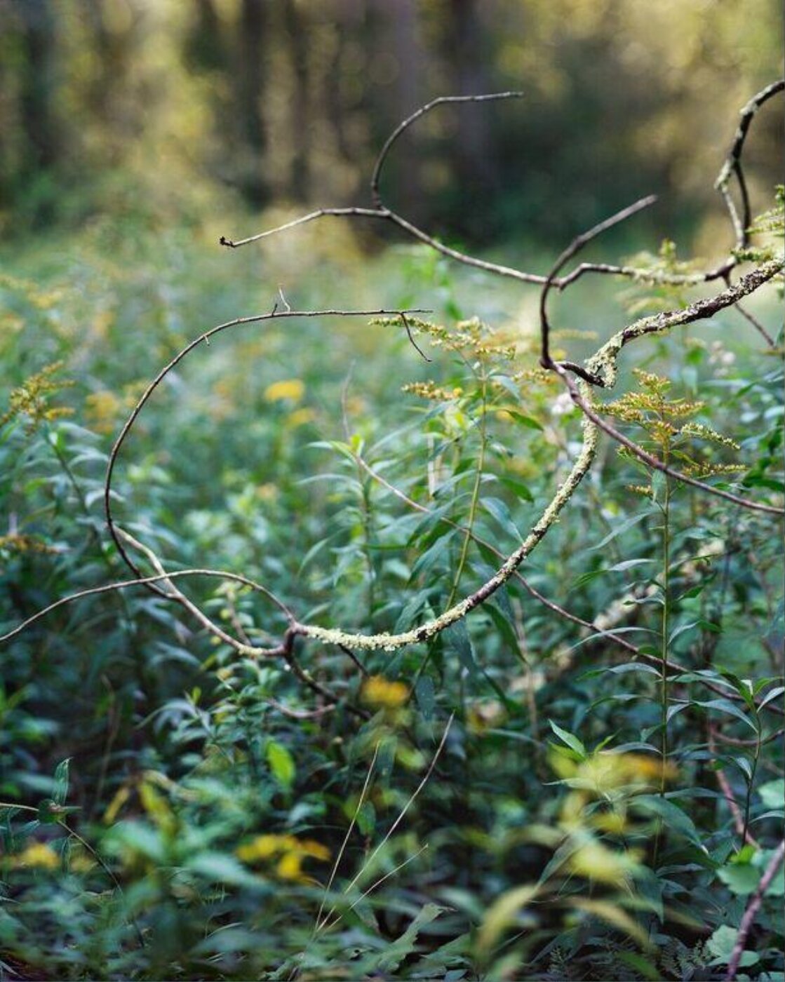Janelle Lynch, Stream Loop