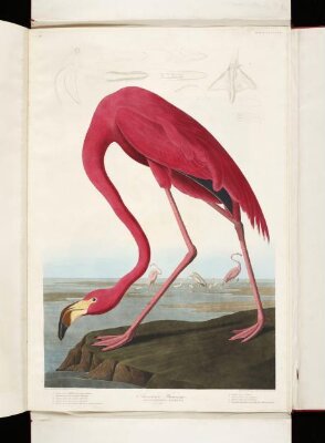 The birds of America