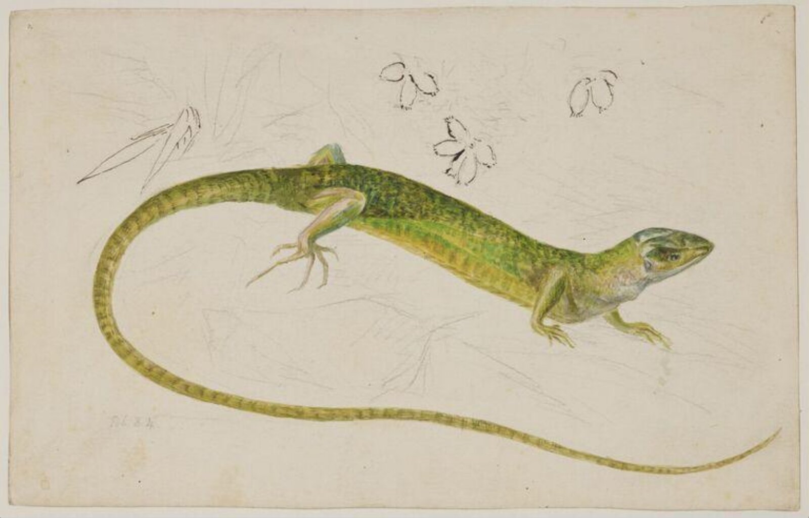 Study of a lizard, Beatrix Potter, 02/1884