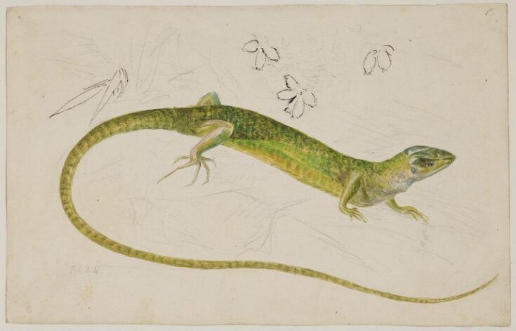 Lizard Sketch in Painter 12 - LaMontagne Art