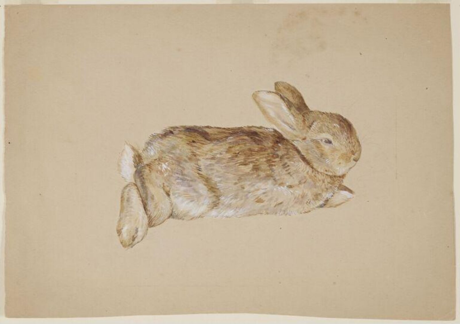 Watercolour, Beatrix Potter, ca. 1892