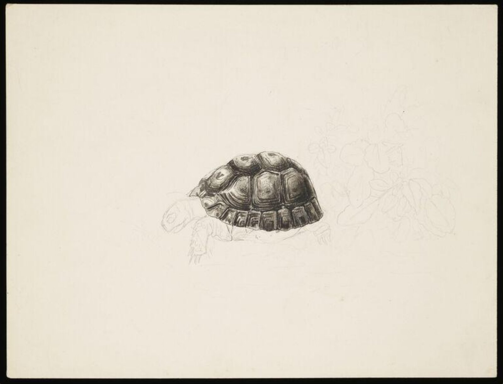 drawing, Beatrix Potter, ca.1890s-1919