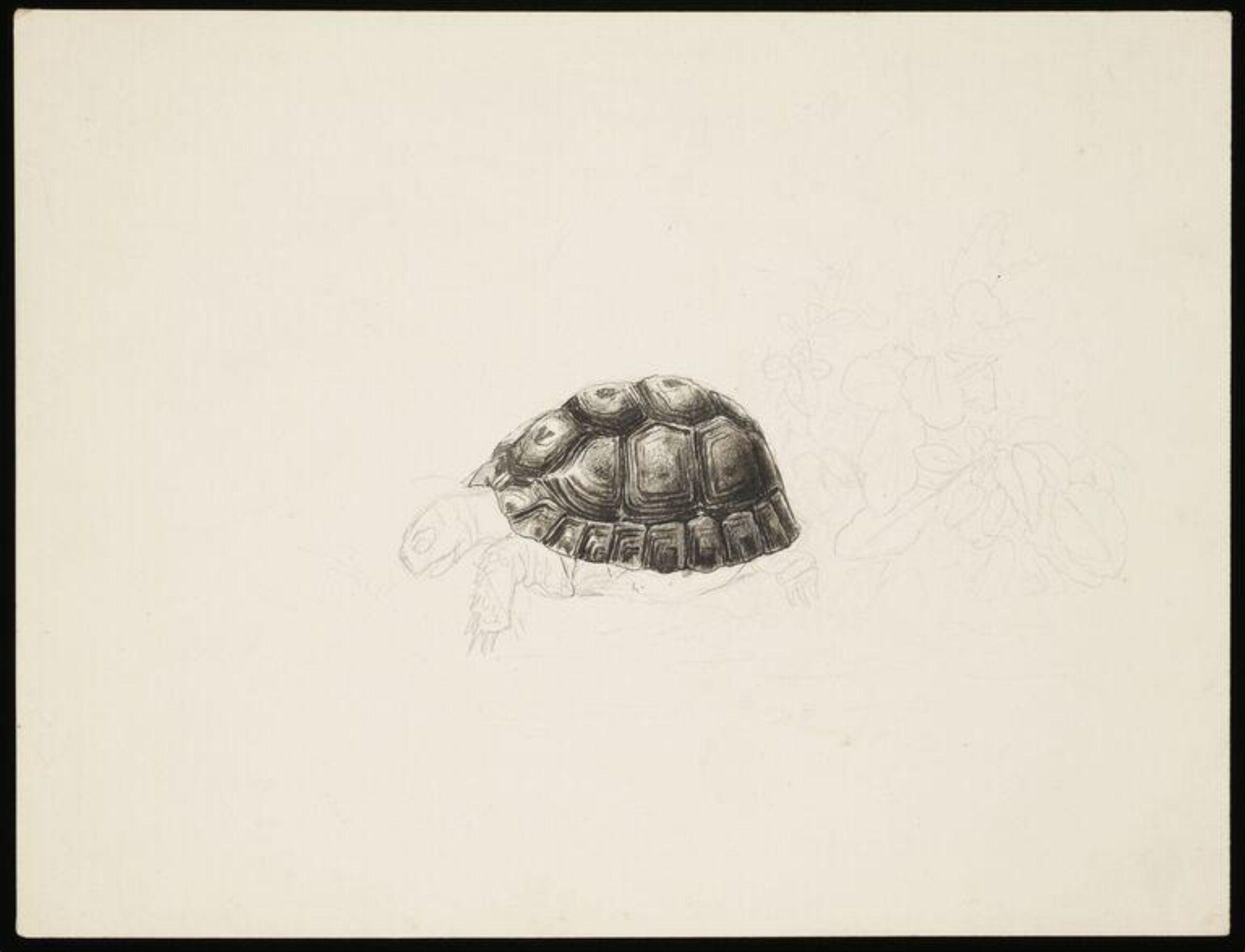drawing, Beatrix Potter, ca.1890s-1919