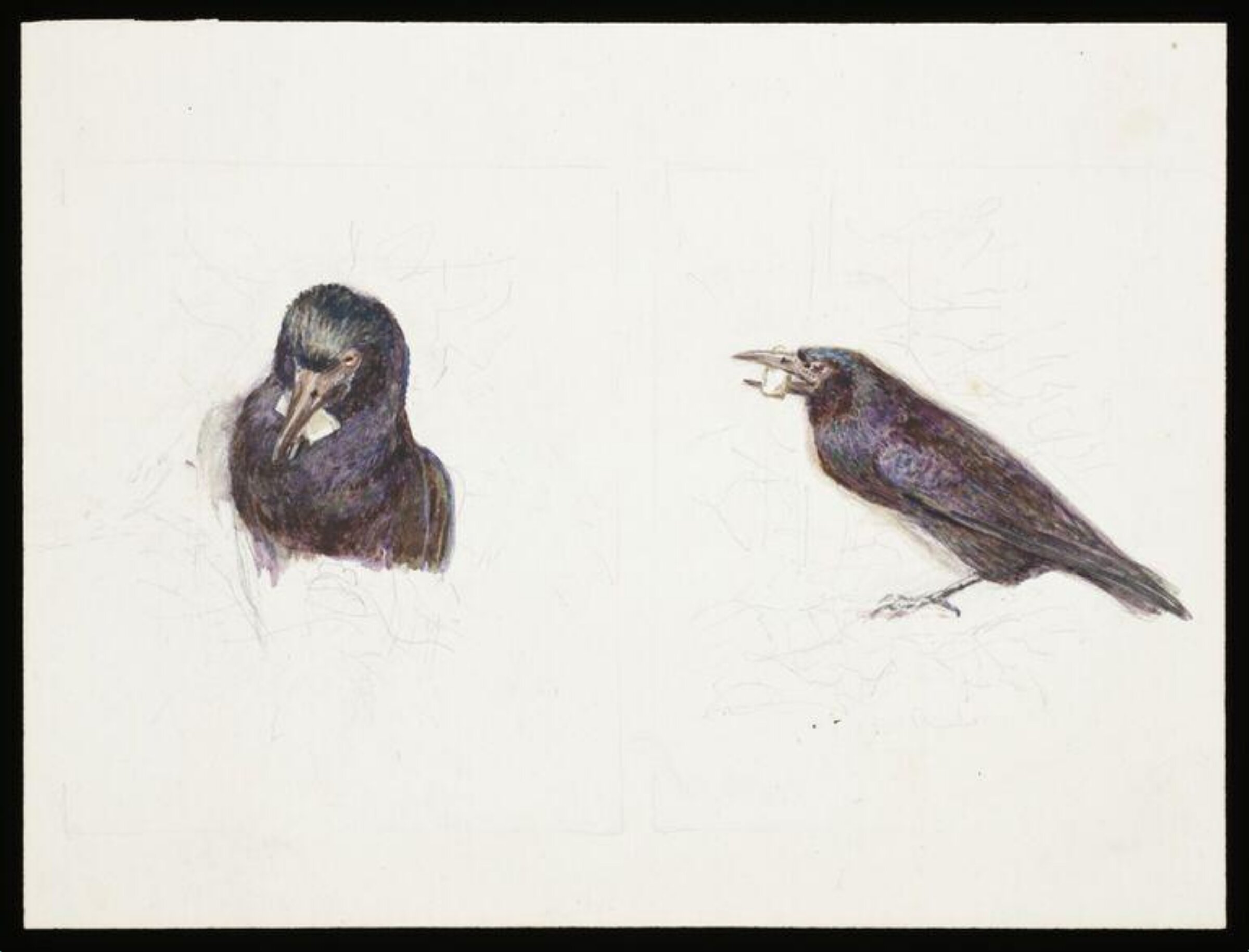 Crow with cheese in its beak, Beatrix Potter, 1919