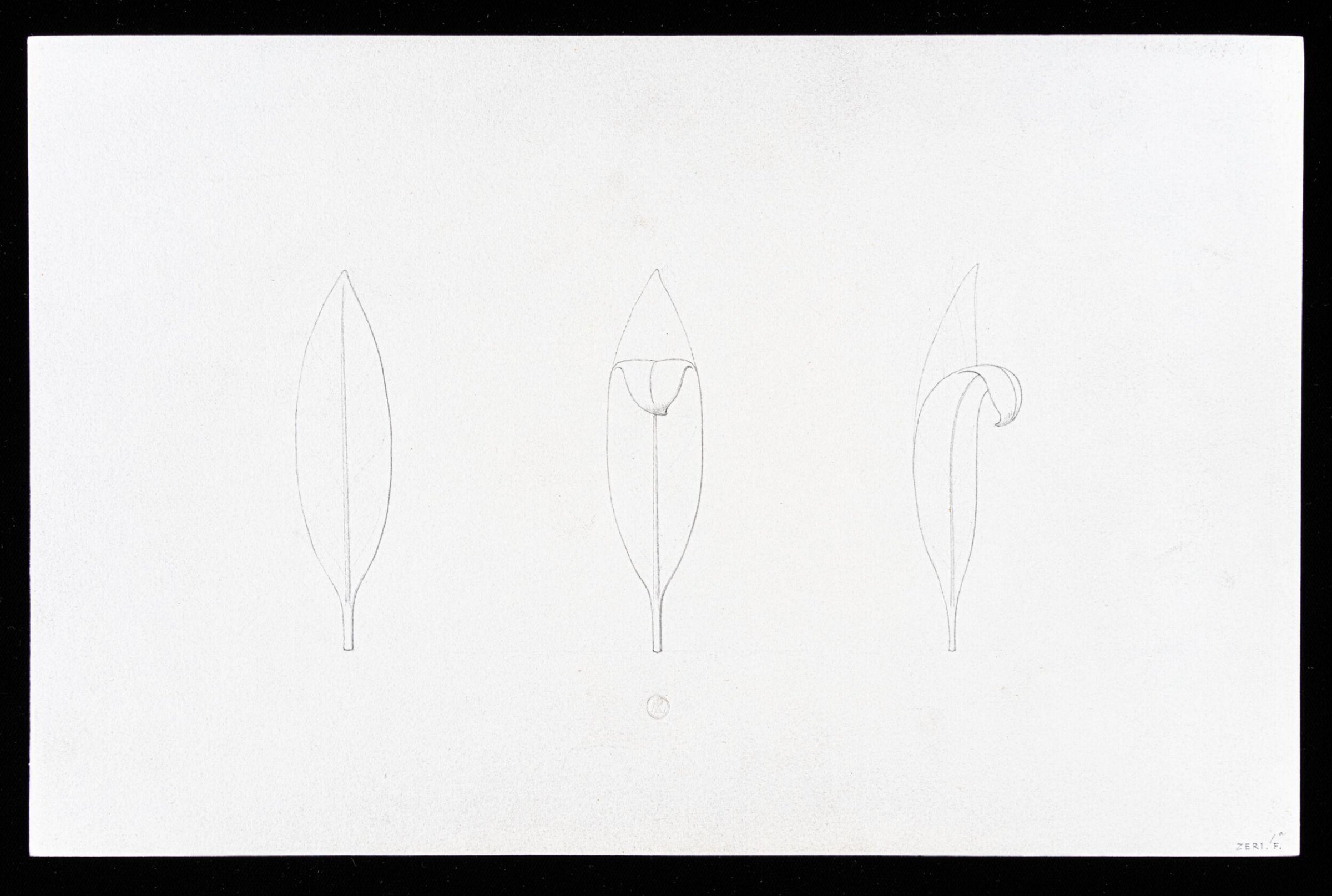 First Elements of Ornament, Salvatore Leri, mid 19th century