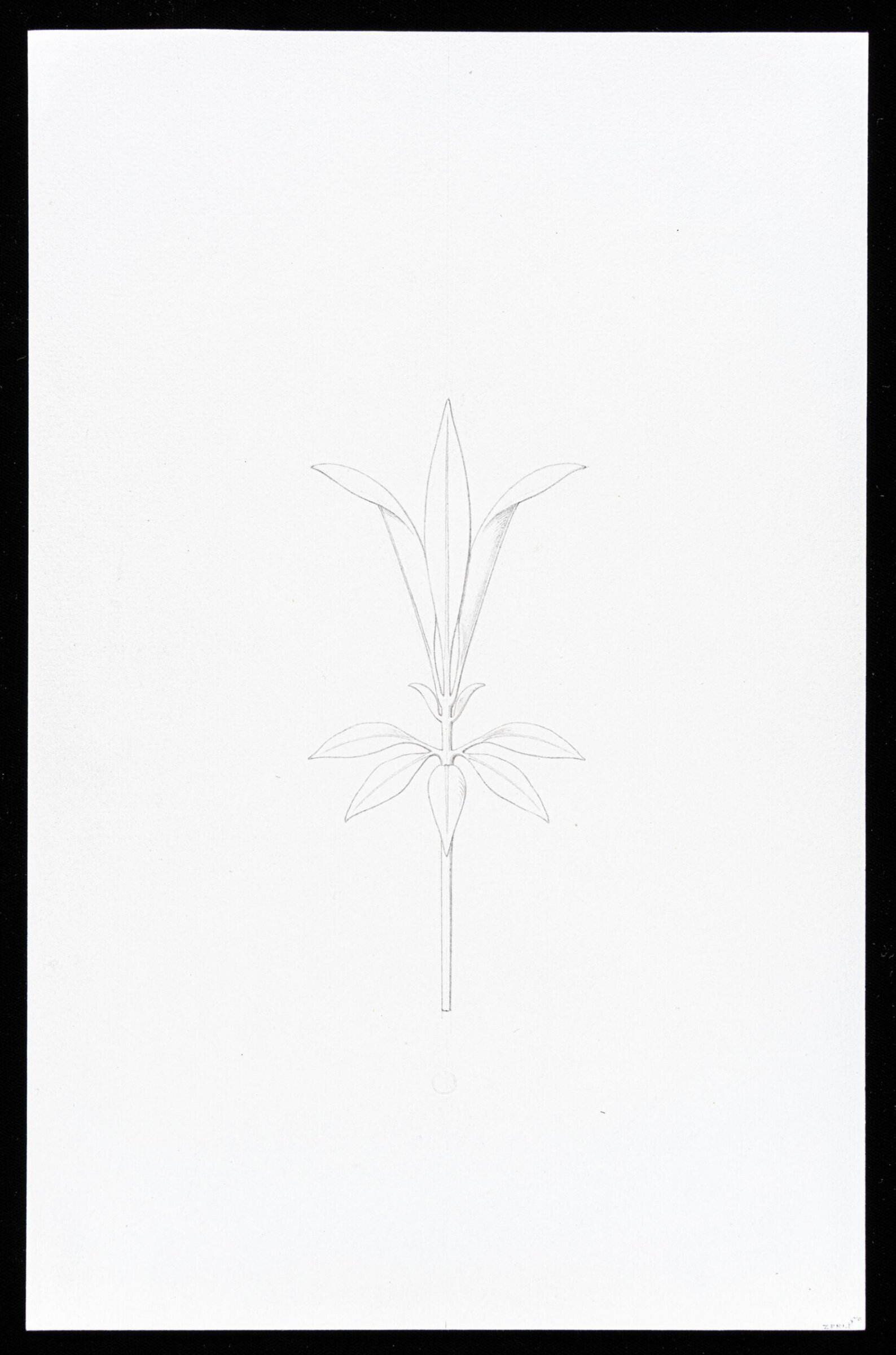 First Elements of Ornament, Salvatore Leri, mid 19th century