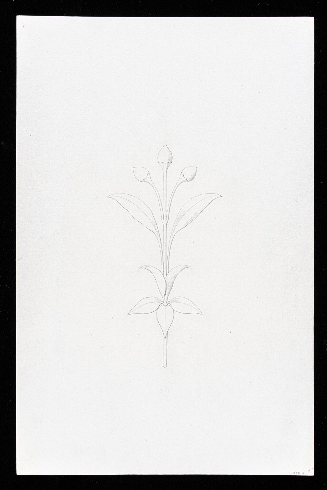 First Elements of Ornament, Salvatore Leri, mid 19th century