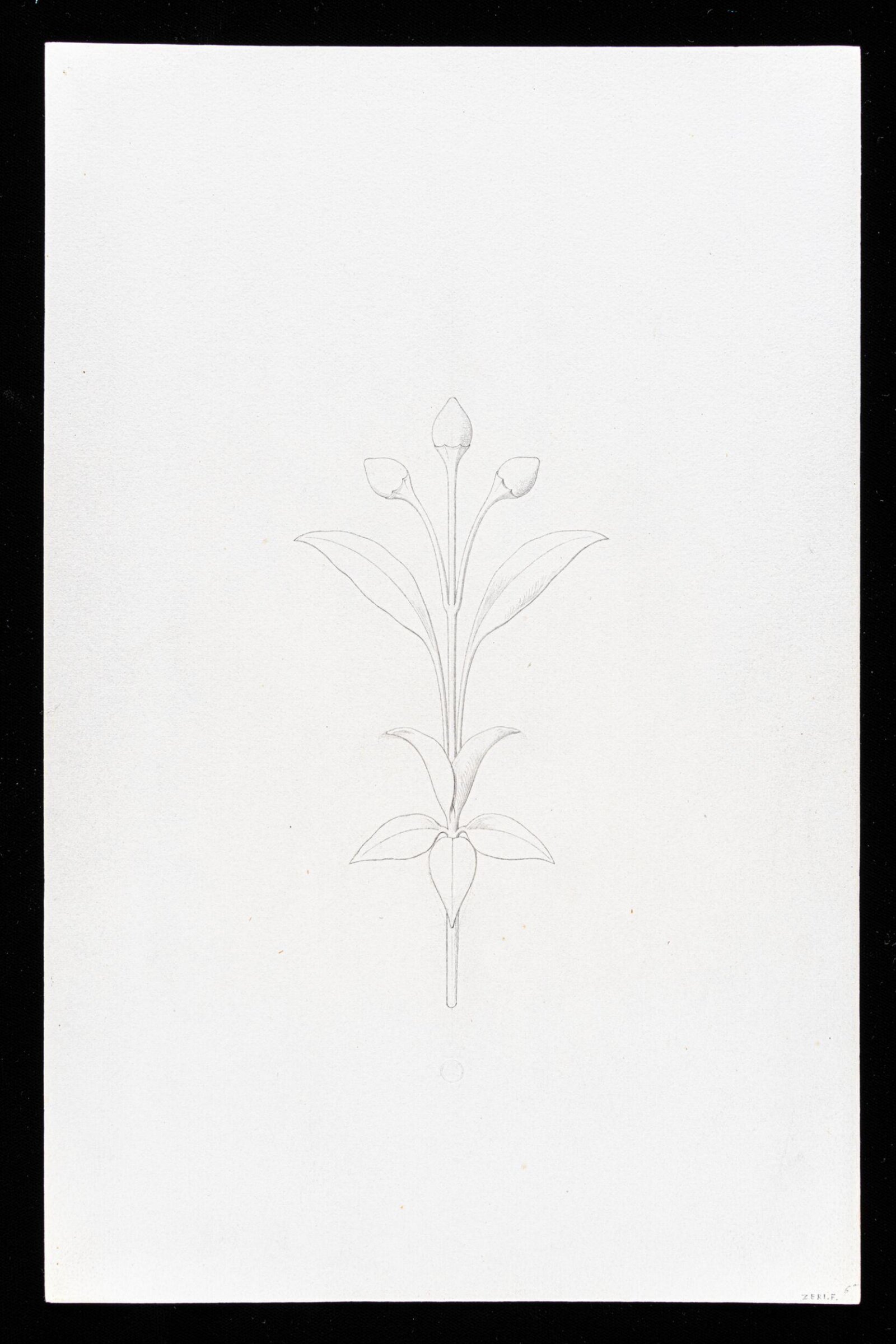 First Elements of Ornament, Salvatore Leri, mid 19th century