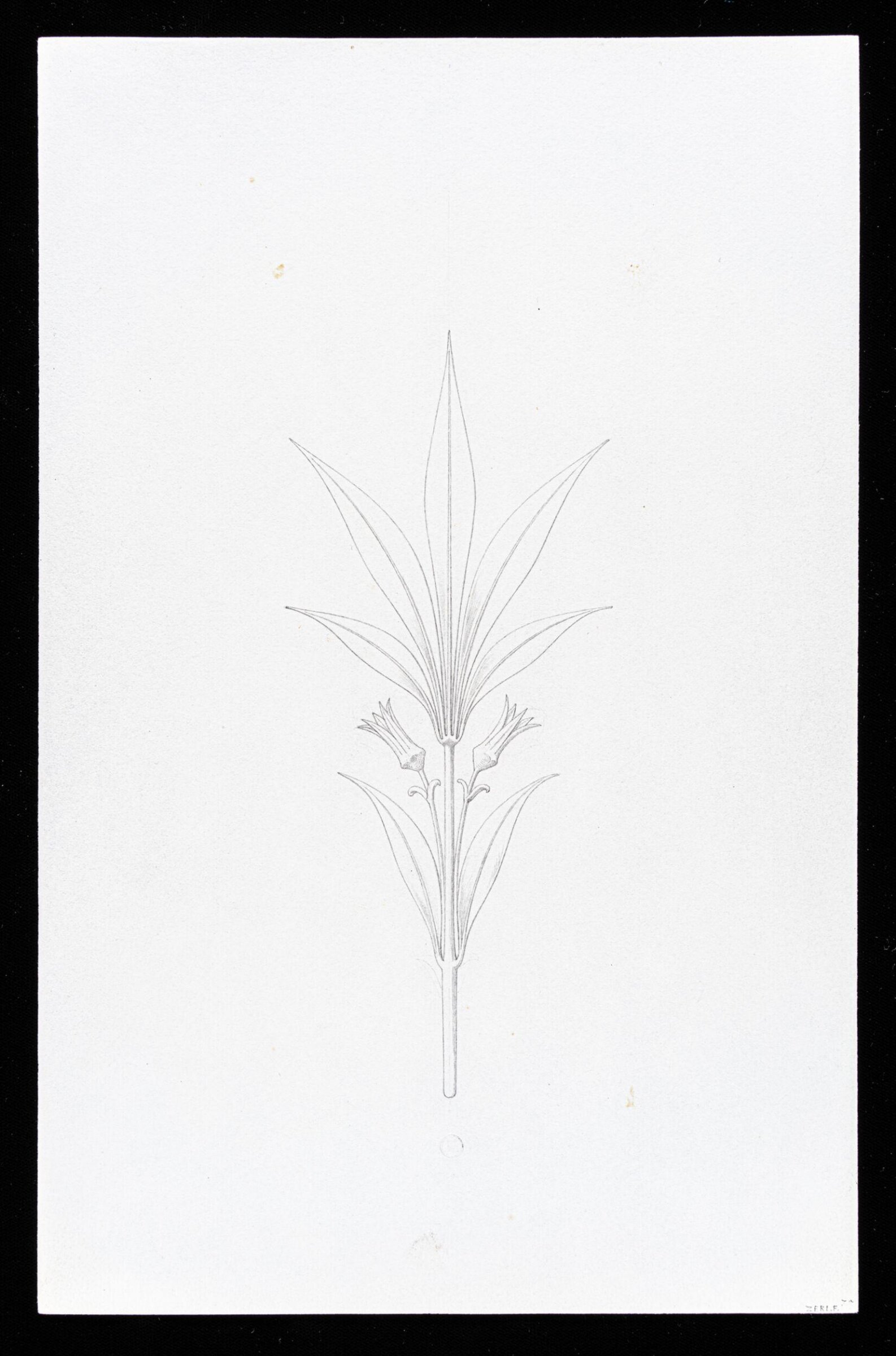 First Elements of Ornament, Salvatore Leri, mid 19th century