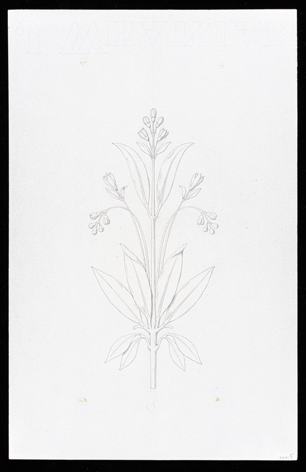 First Elements of Ornament, Salvatore Leri, mid 19th century