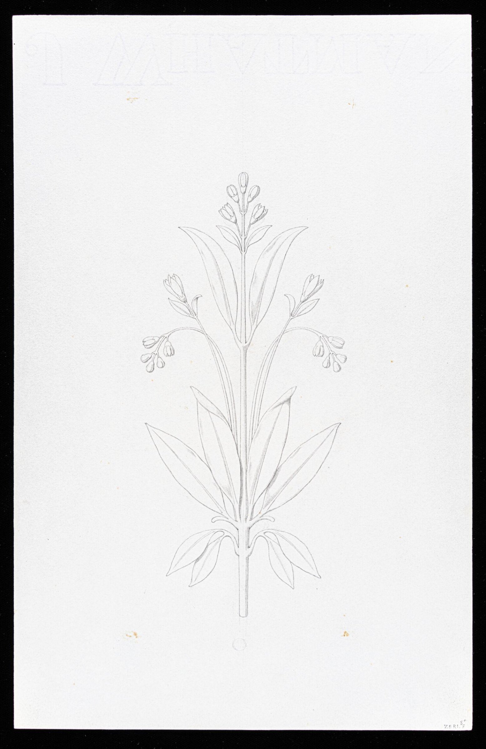 First Elements of Ornament, Salvatore Leri, mid 19th century
