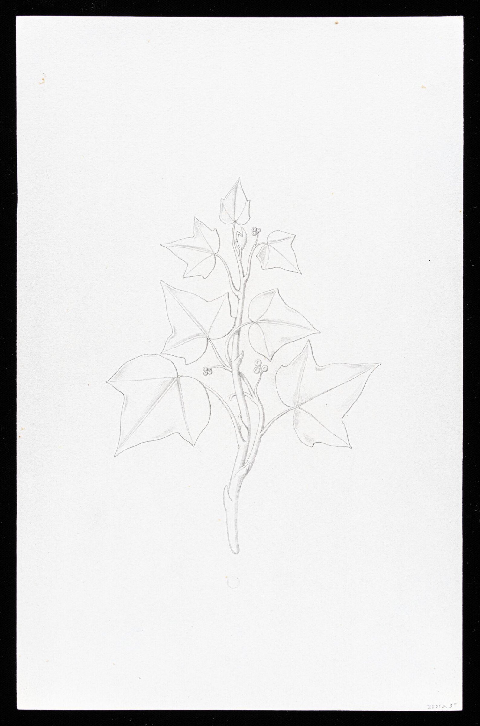 First Elements of Ornament, Salvatore Leri, mid 19th century
