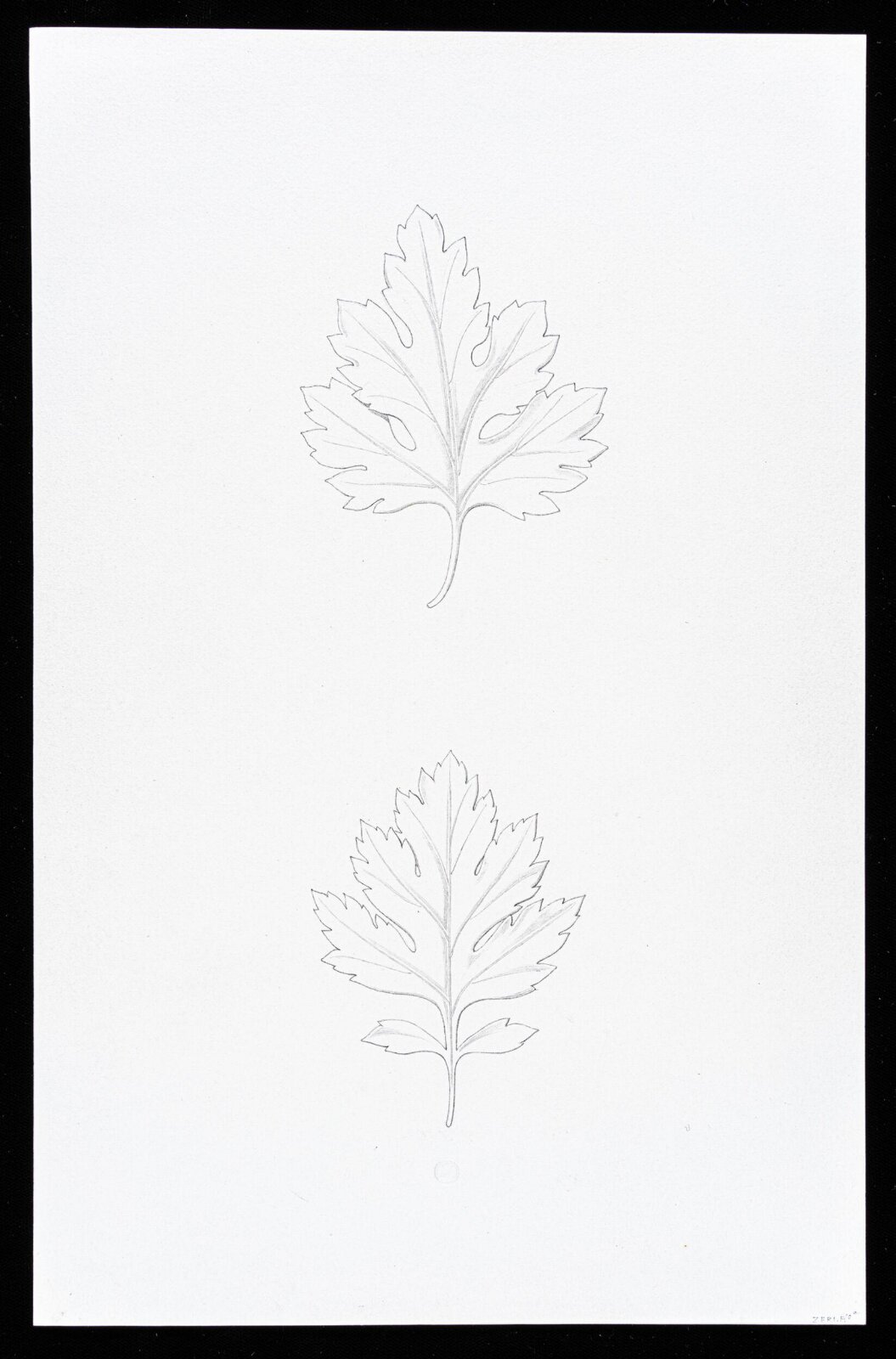 First Elements of Ornament, Salvatore Leri, mid 19th century