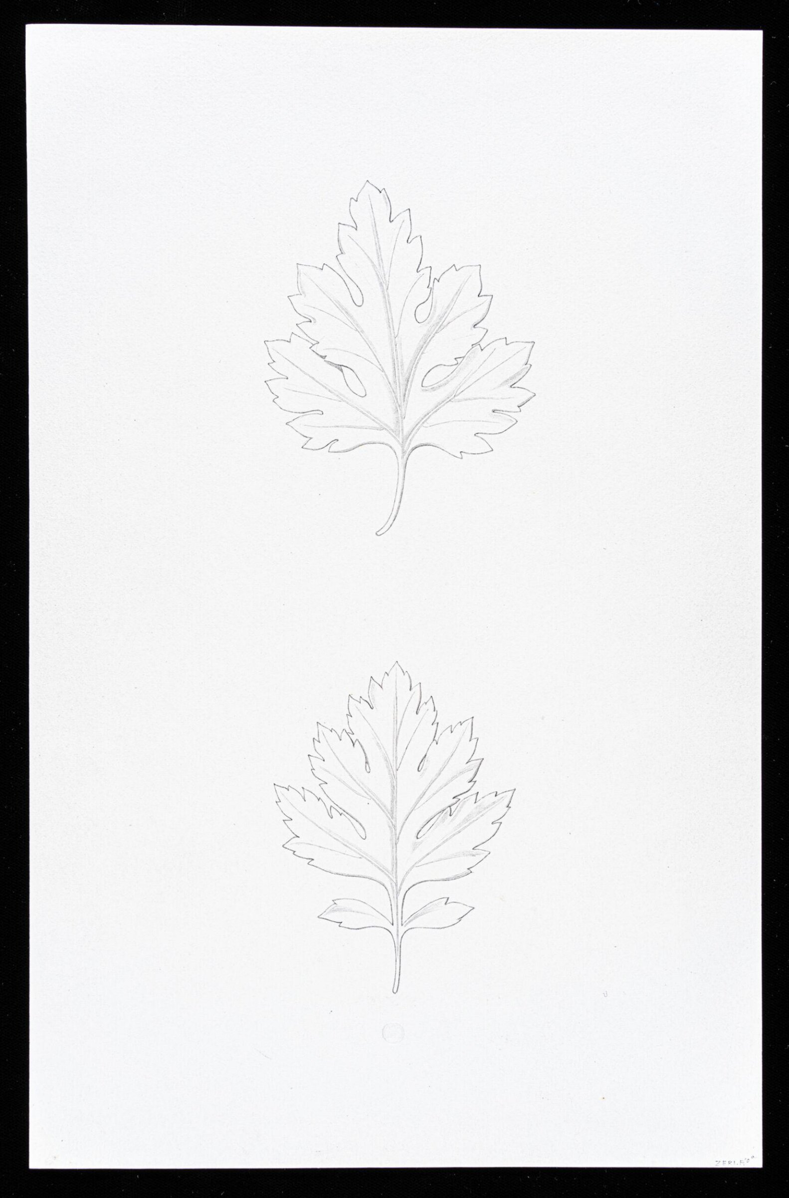 First Elements of Ornament, Salvatore Leri, mid 19th century