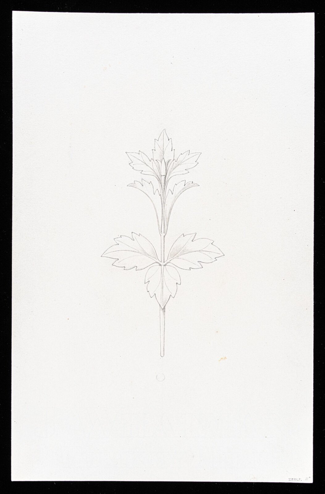 First Elements of Ornament, Salvatore Leri, mid 19th century