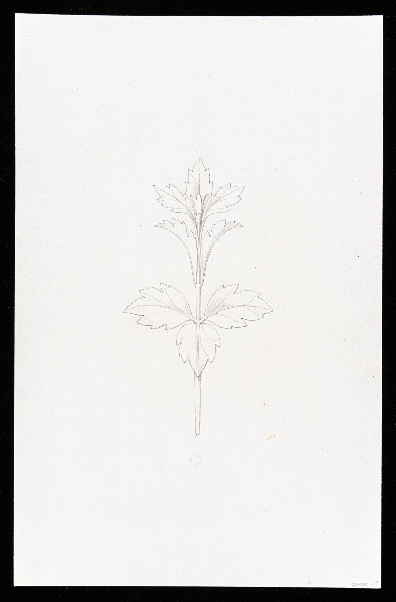 First Elements of Ornament, Salvatore Leri, mid 19th century