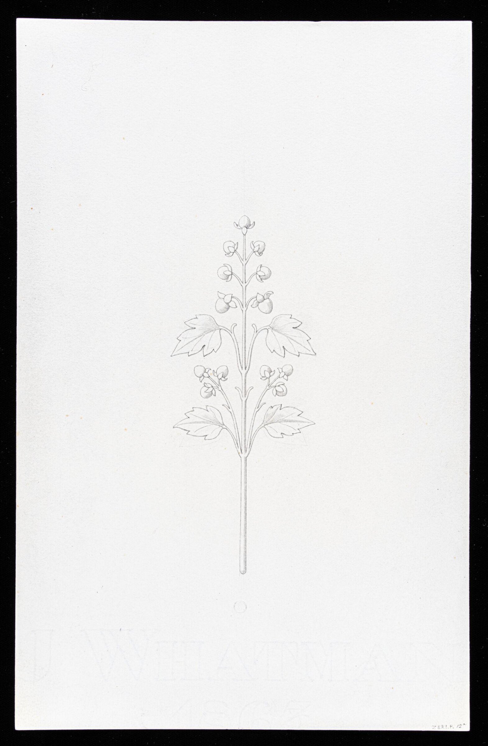 First Elements of Ornament, Salvatore Leri, mid 19th century