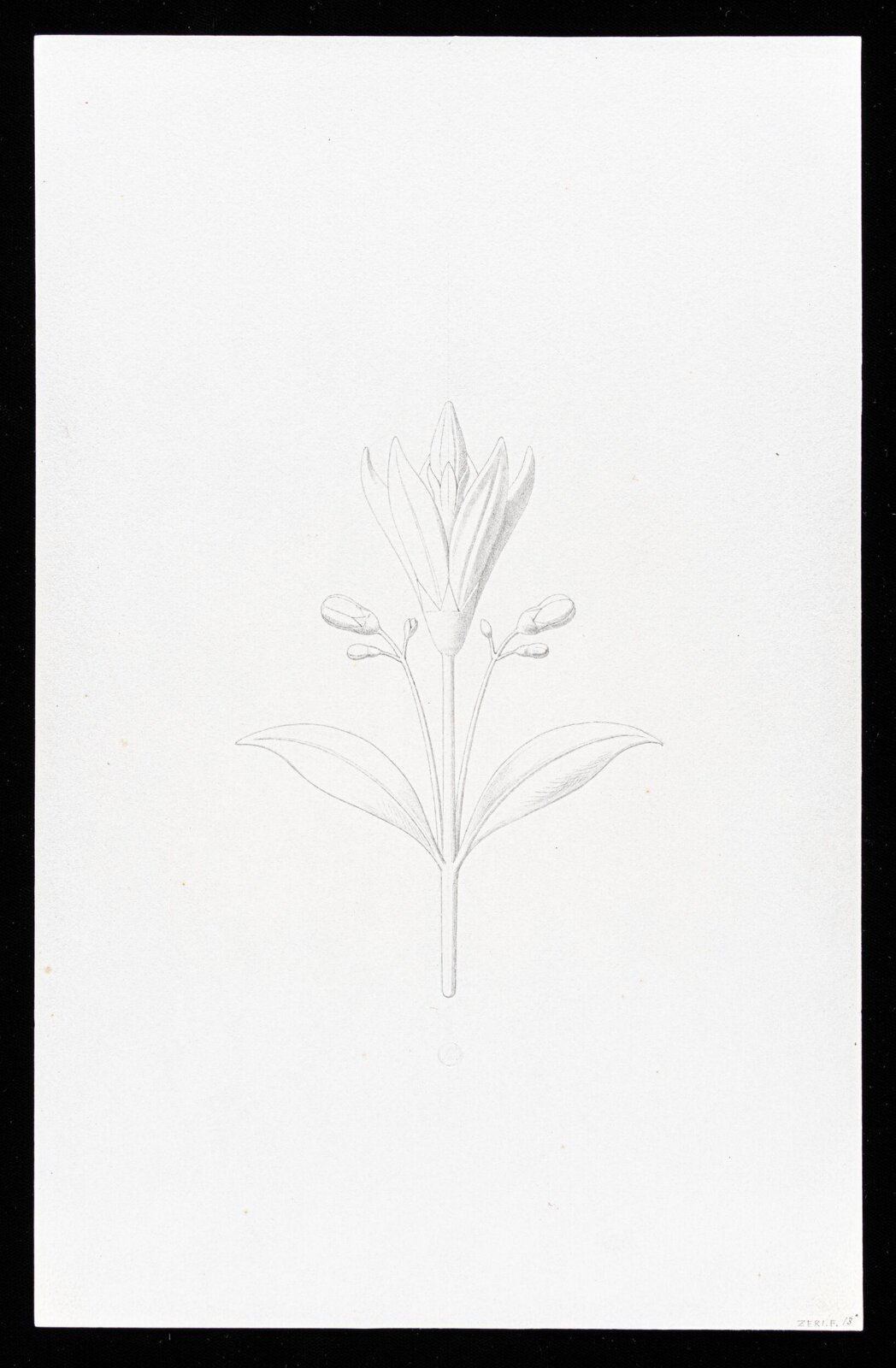 First Elements of Ornament, Salvatore Leri, mid 19th century