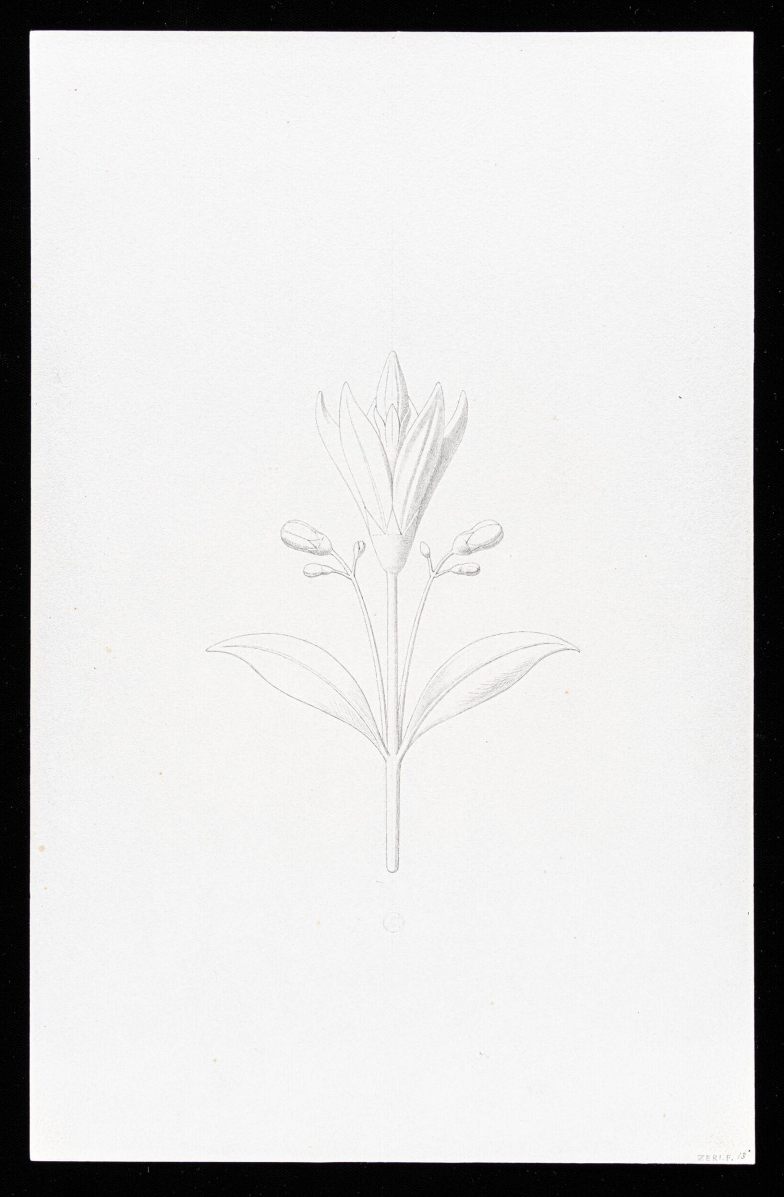 First Elements of Ornament, Salvatore Leri, mid 19th century