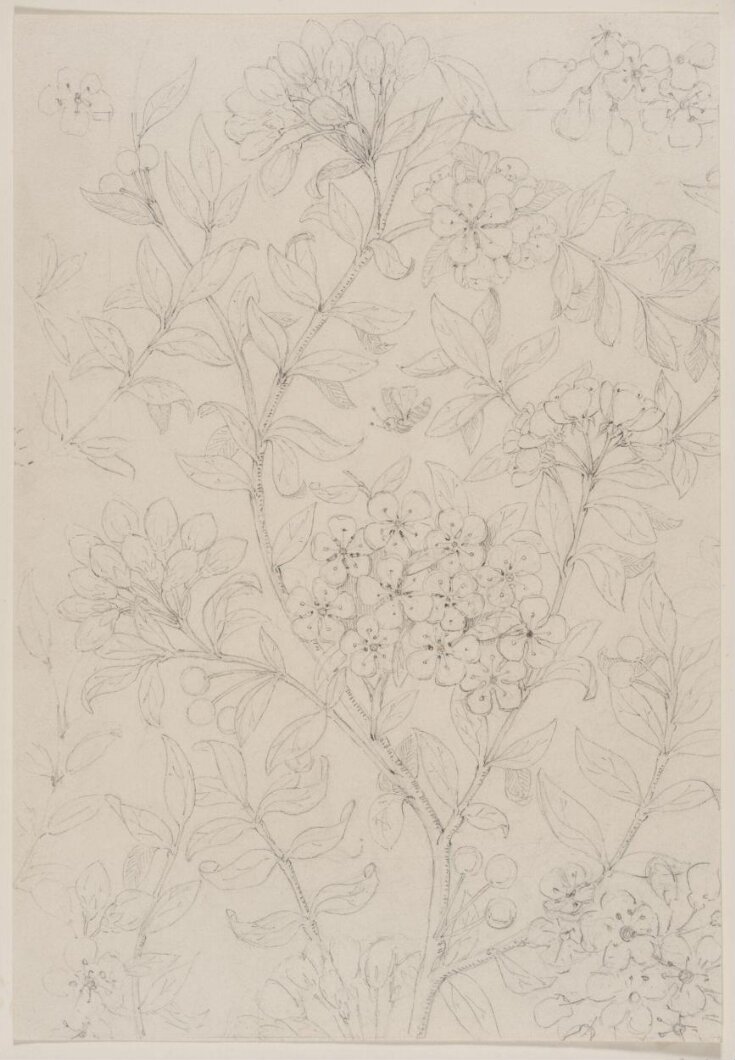 Drawing | Bruce James Talbert | V&A Explore The Collections