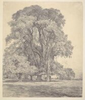 Elm trees in Old Hall Park, East Bergholt thumbnail 2