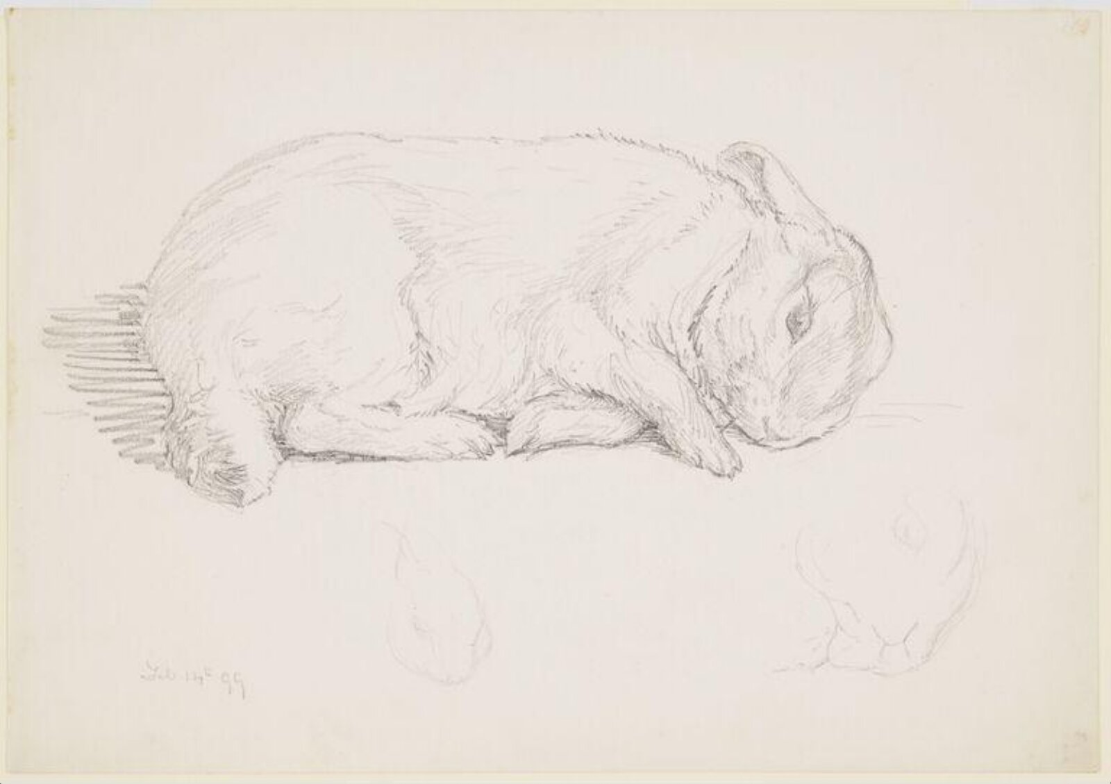 Study of a rabbit lying down (Peter), Beatrix Potter, 14/02/1899