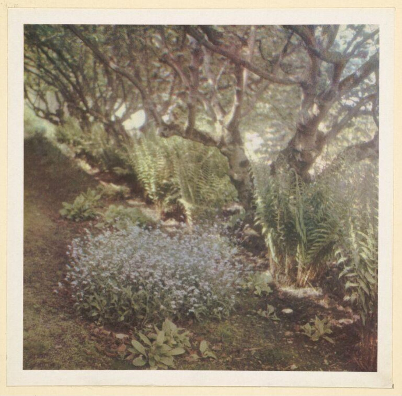 Warburg, Agnes Beatrice, Ferns and forget-me-nots