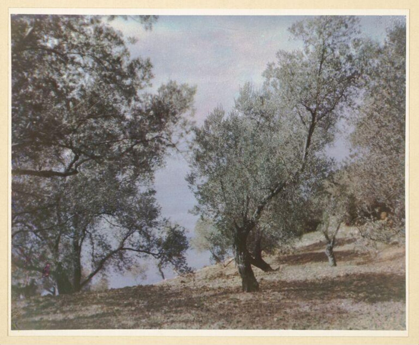 Warburg, Agnes Beatrice, Sea, sky, and olives, Miramar, Majorca