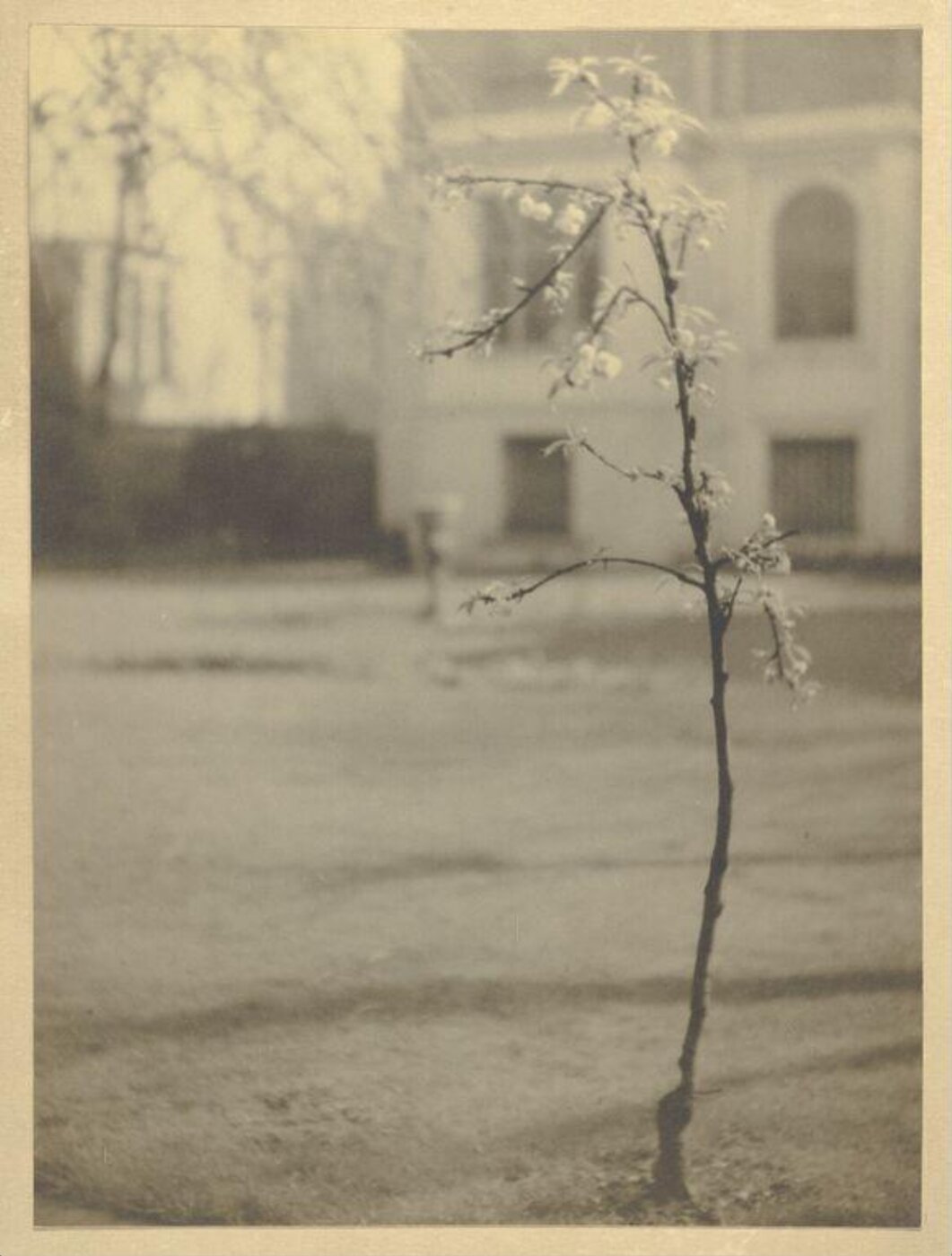 Warburg, Agnes Beatrice, Budding tree with house behind