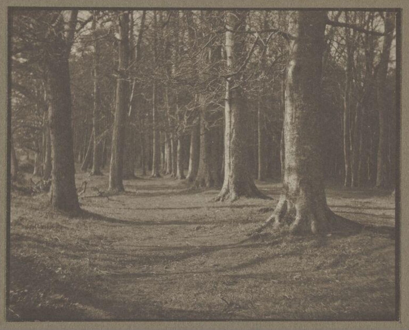 Warburg, Agnes Beatrice, Winter Woods