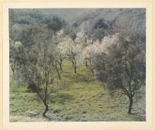 Olives and almonds, Majorca thumbnail 1