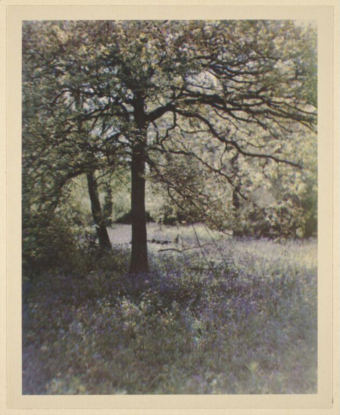 Warburg, Agnes Beatrice, Spring in Surrey