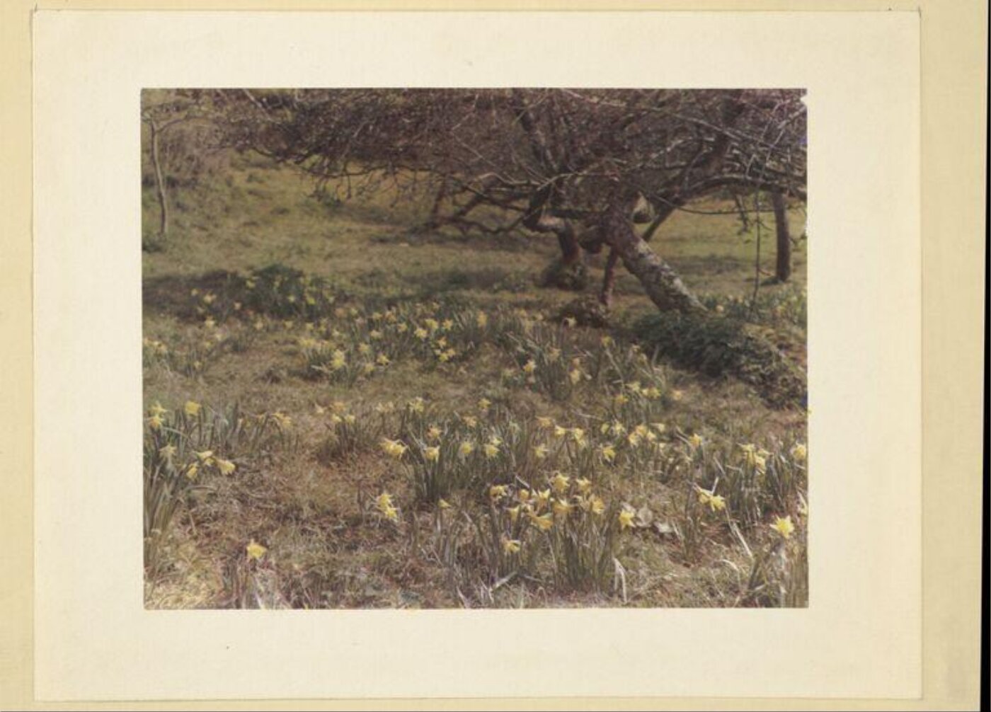 Warburg, Agnes Beatrice, 6. An orchard, Selworthy Green. (Carbro).
