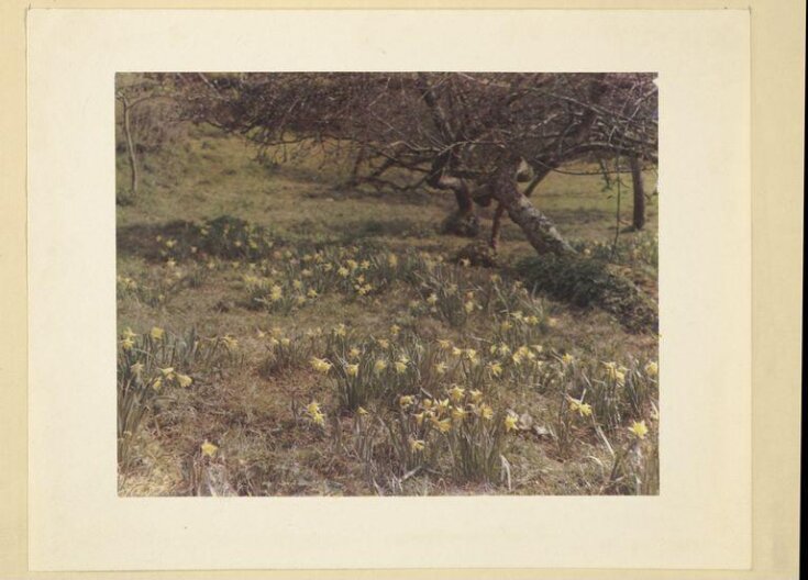 6. An orchard, Selworthy Green. (Carbro). top image