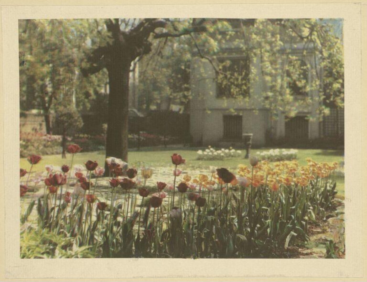 Warburg, Agnes Beatrice, Tulips in London