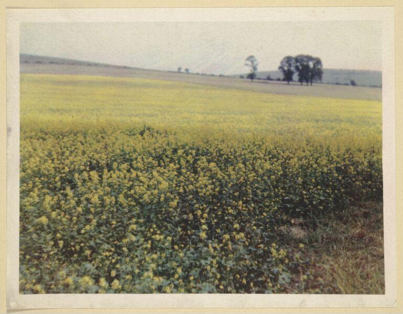 Warburg, Agnes Beatrice, Charlock