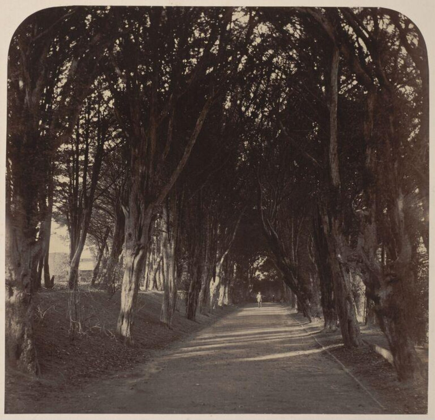 Fenton, Roger, The Dark Walk, Stonyhurst