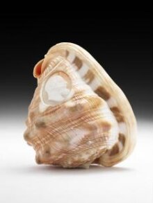 Bull's Mouth Shell | V&A Explore The Collections