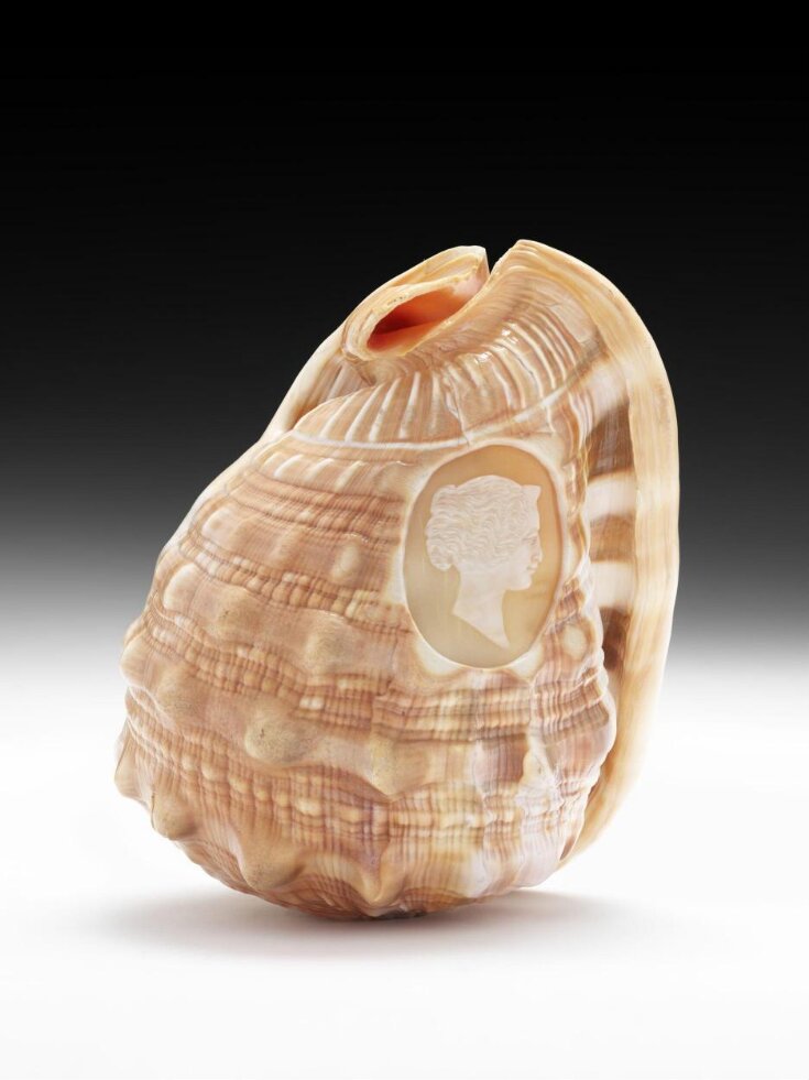 Bull's Mouth Shell | V&A Explore The Collections